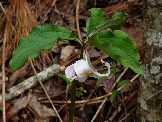 {Trillium catesbaei}